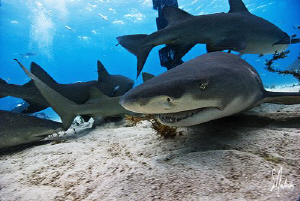 Lemon Sharks swarming the sand at Tiger Beach - Bahamas by Steven Anderson 